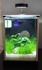 Narhay S Office 2 Gallon Fluval Spec The Planted Tank Forum Fish Tank Terrarium Betta Aquarium Betta Fish Tank