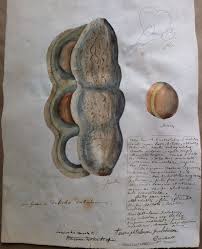 Image result for Macropsychanthus