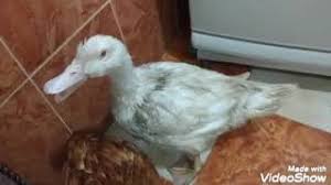 شرح الجنه والنار بطريقه بسيطه هو هنا مش مركز ع جانب معين يشرح فيه بكل المعلومات تحس أن عامل زى من كل بستان زهره لأن كل جزء هنا محتاج كتاب لوحده. ØªÙØ¸ÙÙ Ø§ÙØ¨Ø· ÙÙ Ø§ÙØ¨ÙØª ÙÙ Ø§ÙØ§ÙÙ ÙÙÙØ§Ø¡ Ø¯ÛØ¯Ø¦Ù Dideo