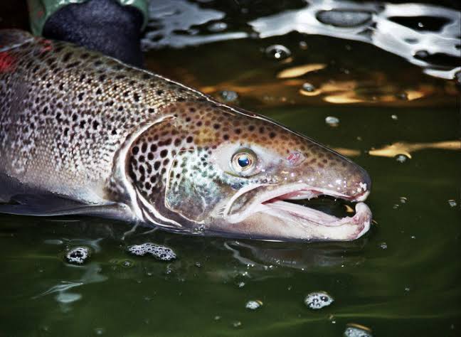 Creature Feature: Atlantic Salmon