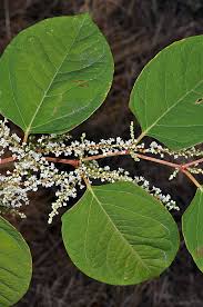 Image result for Fallopia