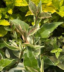 Image result for Ligustrum lucidum