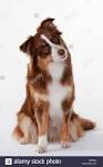 Australian Shepherd For Sale in Indiana - Hoobly Classifieds