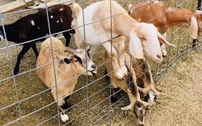 A petting zoo is a zoo which keeps domesticated farm animals such as horses, goats, and sheep, along with some tame wild animals, like deer or turtles. Petting Zoos And Pony Rides Near Jersey City