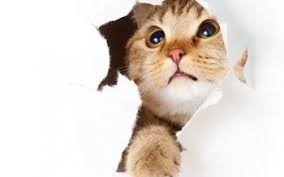 hd wallpaper background id 439291 in 2021 kittens cutest beautiful cats cats