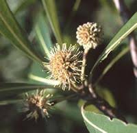 Image result for Breonadia