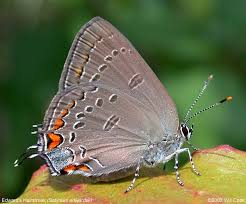 Image result for Satyrium