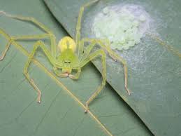 Image result for yellow sac spider bite skin
