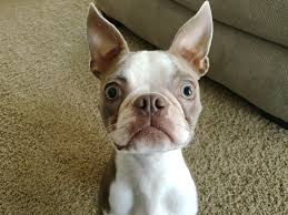 Maybe you would like to learn more about one of these? 55 Puppy Boston Terrier Dog L2sanpiero
