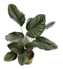 Pin Stripe Calathea Calathea Ornata Calathea Ornamental Plants Foliage Plants