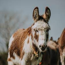 Cost to get a passport for the first time. Cost Of Owning A Donkey The Donkey Sanctuary