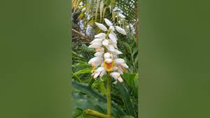 Image result for Aframomum corrorima