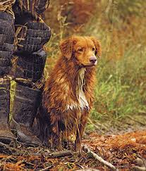 Image result for nova scotia duck tolling retrívr