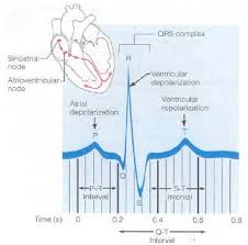 Image result for Electrocardiogram