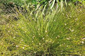 Image result for Restionaceae