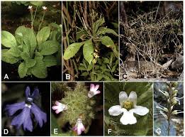 Image result for Elytraria