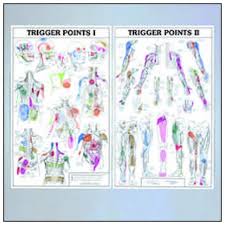 Trigger Points I And Ii Anatomical Chart Massage King