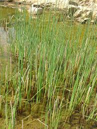 Image result for Schoenoplectus sp.no.1