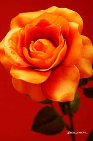 Different maha lakshmi, wheel, symbol, kolam pictures. Lovely Rose Flowers Free Download Wallsnapy