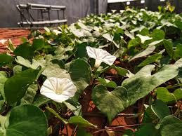 Image result for Ipomoea obscura