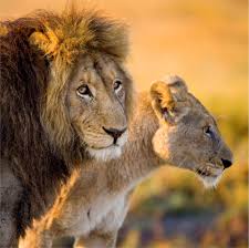 AFRICAN LION - HESC