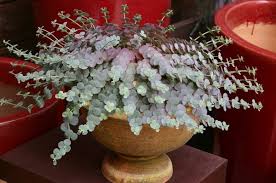 Check spelling or type a new query. Sedum Sieboldii Or October Daphne Sedum Bright Pink Flower Clusters Will Appear At The Ends Of Stems I Planting Succulents Succulents Succulents In Containers