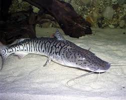 Black And White Spotted Catfish Tiger Shovelnose Catfish Fresh Water Fish Tank Aquarium Catfish Aquarium Fish