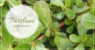 In content of potassium blood pressure, ie, blood vessels can reduce tension on heart. Purslane Health Benefits How To Eat It