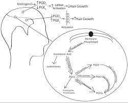 Yet, the mechanisms for decreased hair growth in this disorder are unclear. Prostaglandin D2 And Hair Loss 3 Natural Prostaglandin D2 Inhibitors Hairguard