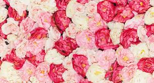 For all your fresh flower needs. How Many Flowers For Flower Wall