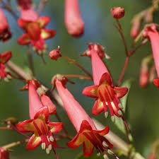 Image result for Valeriana capensis