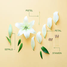 Diagram Of Flower Anatomy Wiring Diagrams