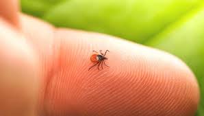 Despite all precautions, a tick bite may not always be avoided. Lyme Disease Prevention 48 Hours After Tick Bite