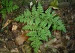 Image result for Cheilanthes angustifrondosa