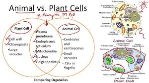 Example Of Eukaryotic Cell Google Search Animal Cell Plant And Animal Cells Cells Worksheet