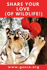 White Tiger On Valentine S Day Goeco African Wildlife Wildlife Work With Animals