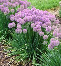 Serendipity Ornamental Onion A Summer Blooming Perennial With Clear Purple Blooms And Attractive Blue Foliage This Easy T Shade Plants Allium Flowers Plants
