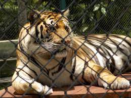 Trapped Behind Bars Animal Photography Animals Animal Pictures