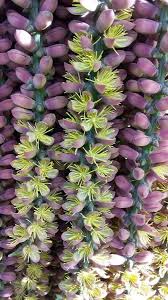 Image result for Caryota urens