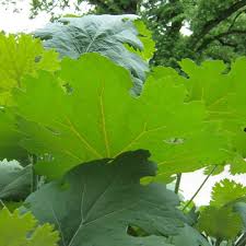 Image result for Macleaya