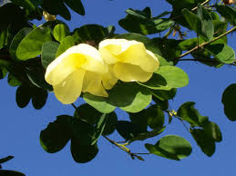 Image result for Bauhinia tomentosa