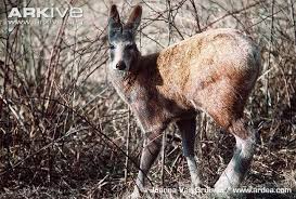 It has large ears, a very short tail, no antlers, and, unlike all other deer, a gall bladder. Alpine Musk Deer Alchetron The Free Social Encyclopedia