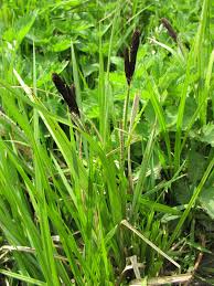 Image result for Carex mildbraediana