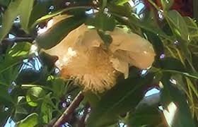 Image result for Rinorea convallarioides