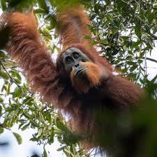 Mewarnai gambar orang akan lebih banyak tertuju pada warna baju, celana, rambut, dan kulit. How We Discovered A New Species Of Orangutan In Northern Sumatra