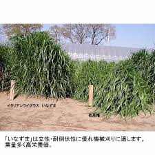 牧草種子 イタリアンライグラス いなずま 早生種 1kg 短期利用型飼料作物用 カネコ種苗製 イタリアンライグラス タネ 飼料 牧草用 たまごや商店