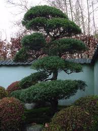 Entdecken sie die besten immergrüne bäume angebote unter garten center jardinitis. Japanischer Garten Baume