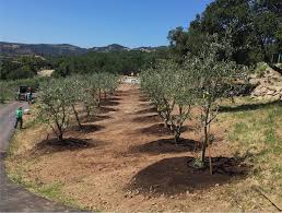 What does a majestic beauty olive tree look like? Majestic Beauty Olive Tree Olives Unlimited