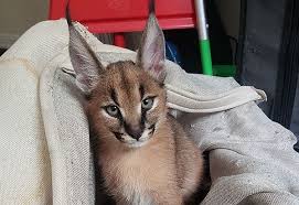 Check spelling or type a new query. Big Floppa On Instagram A Child Floppa So Beautiful Bigfloppa Caracal P S First Person To Find My Twitter Will Get A Surprise V 2021 G Memy