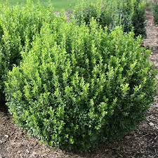 Buxus Microphylla Sprinter Box Wood Shrub Boxwood Landscaping American Boxwood